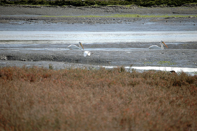 Elkhorn Slough Feb. 2010 087.jpg